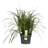 Carex Morrowii Irish Green - plante verte élégante en pot