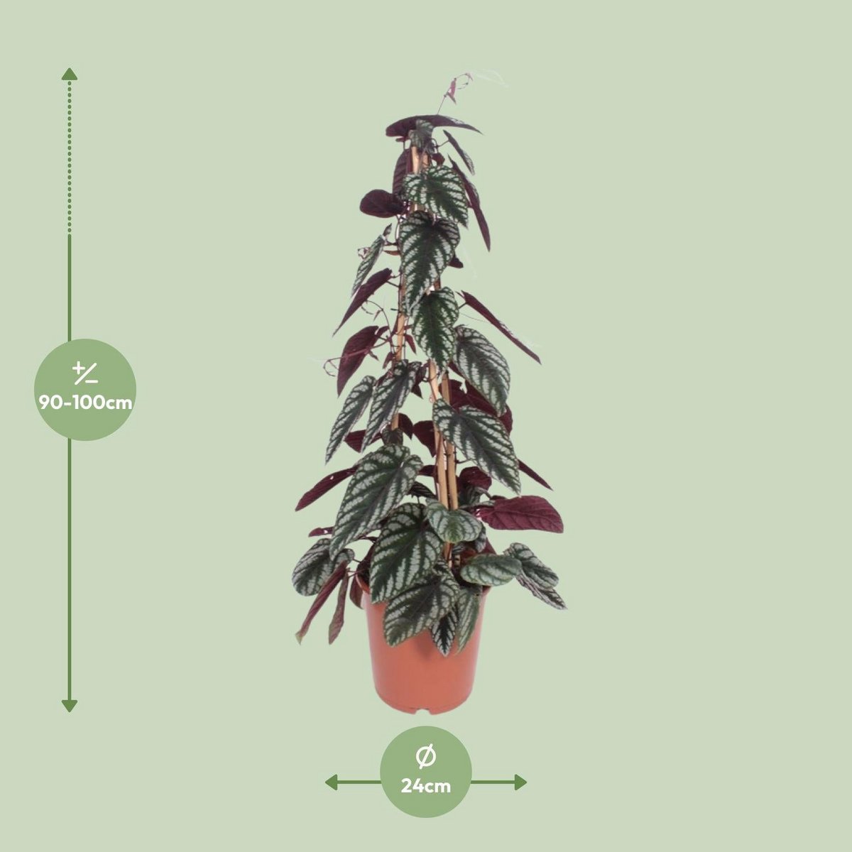Cissus Antarctique - Ø24cm - ↕100cm