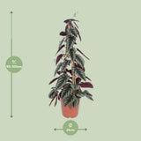 Cissus Antarctique - Ø24cm - ↕100cm