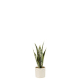 Vue rapprochée du pot en plastique vert de la Sansevieria J-Line