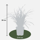 3x - Carex Morrowii 'Ice Dance' - ↨30cm - Ø14