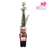 Pyracantha plante d'extérieur feuillage dense et baies orange