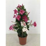 Plante Mandevilla Sundaville rose