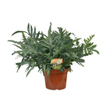 Plante artificielle Phlebodium bleu Ø26 cm
