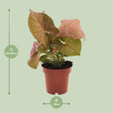 Syngonium Neon en pot 12 cm