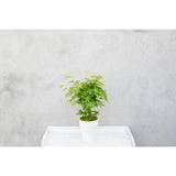 Acer Palmatum passant au vert - Ø13cm - ↕20cm