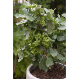 3x - Vitis Pixie Mix - ↨30cm - Ø14