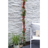 Pyracantha coccinea Red Star - Ø23 cm - 75 cm
