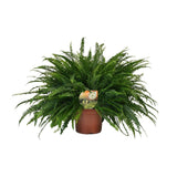 Nephrolepis Lady verte en pot Ø19 cm