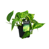 Plante artificielle Scindapsus Ø12 cm H20 cm