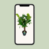 Ficus lyrata - Ø26cm - ↕100cm