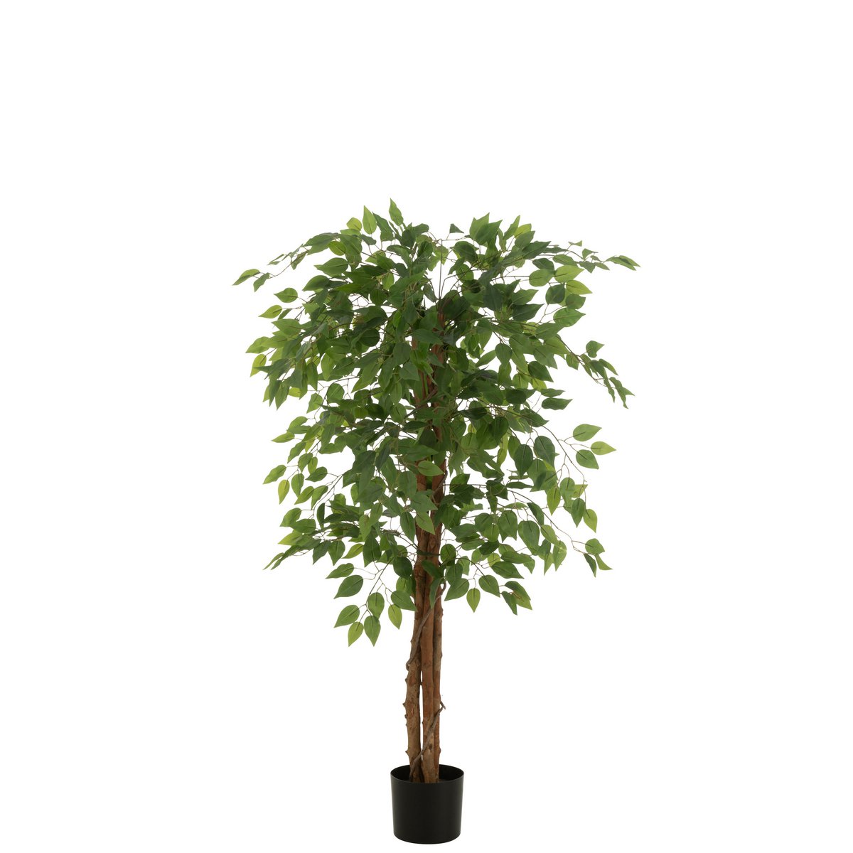 Vue d'ensemble du Ficus J-Line dans un intérieur moderne