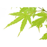 Détail des feuilles de l'Acer Palm 'Anne Irene', textures uniques