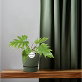 Philodendron Mayoi sur une table décorative