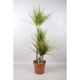 Dracaena marginata Rayon de Soleil - Ø21cm - ↕120cm