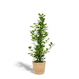 Ficus Microcarpa Moclams 95 cm