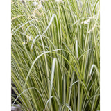 Plante Chlorophytum Saundersiae Starlight Ø19 cm 40 cm