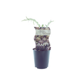Plante artificielle Cynara pourpre de Romagne Ø12 cm H30 cm
