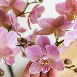 Orchidée Treviso rose avec pot Ø9 cm