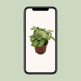 Plante Syngonium blanc Ø13 cm