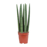 Droit droit - zø12cm - ↕40cm