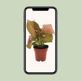 Syngonium Neon en pot 12 cm