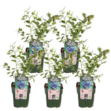 5x - Vaccinium CoryMbosum 'Reka' - ↨45cm - Ø13