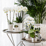 Maison Colibri | Pot en argent Elite - Ø9cm