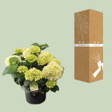 Plante artificielle hortensia blanche Ø23 cm