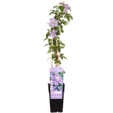 Clematis juste - Ø15cm - ↕65cm