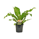 Begonia Nest - Ø117cm - ↕60cm