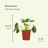 2x pilea peperomiodes - Pannekoekenplant - 20cm - Ø12