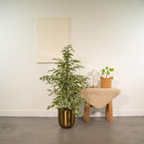 Ficus benjamina Crépuscule - Ø21cm - ↕95cm