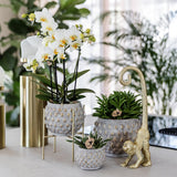 Maison Colibri | Support à plantes - Support à plantes en métal doré Ø12cm