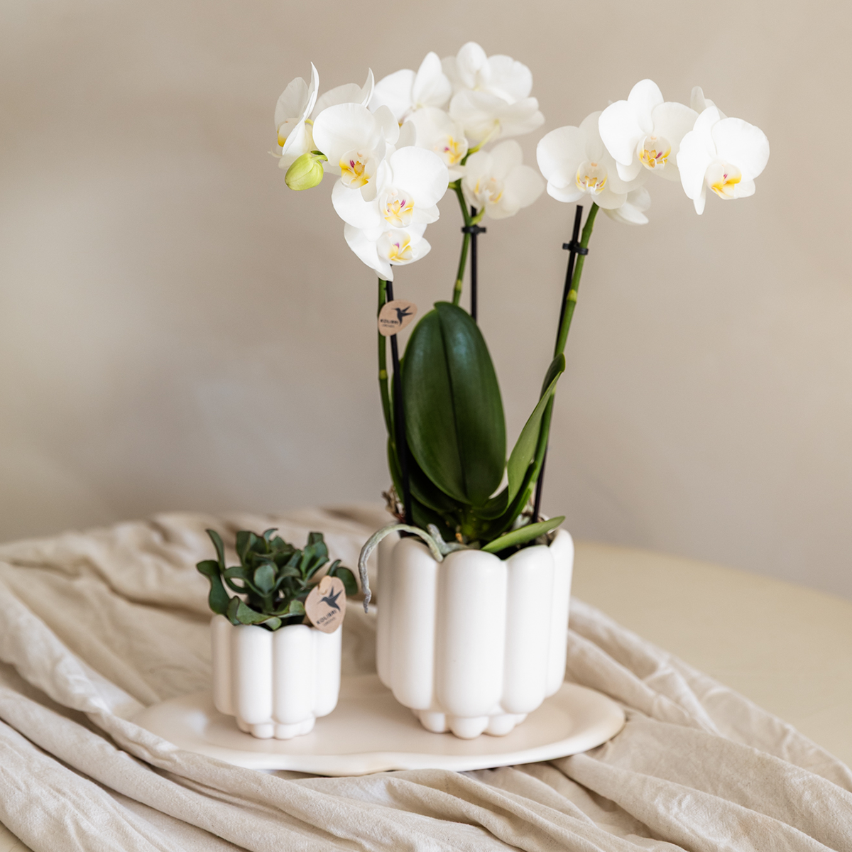 Home Kolibri | Rétro Sierpot - blanc - Ø6cm