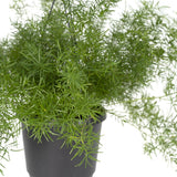 Asparagus Sprengeri Hang - Asperges ornementales - Ø17cm - ↕35cm