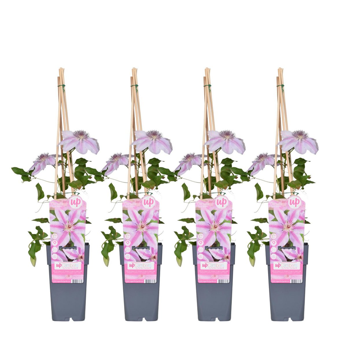 Image de diapositive
