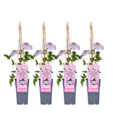 4x - Clematis Nelly Moser - ↨65cm - Ø15