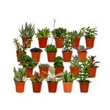 Mélange succulent - 20 pièces - 7 cm - Ø5.5