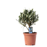 OLEA OLIVE OP Stam - Ø13cm - ↕21cm