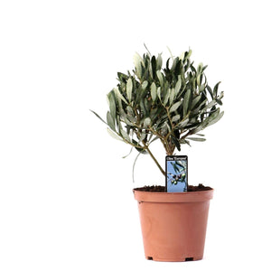 OLEA OLIVE OP Stam - Ø13cm - ↕21cm