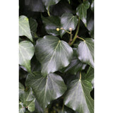 4x - Hedera Irish - ↨65cm - Ø15