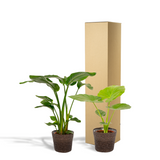 Lot de 2 plantes Strelitzia et Alocasia