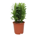 Euphorbia Trigona - Ø12c en ↕40cm