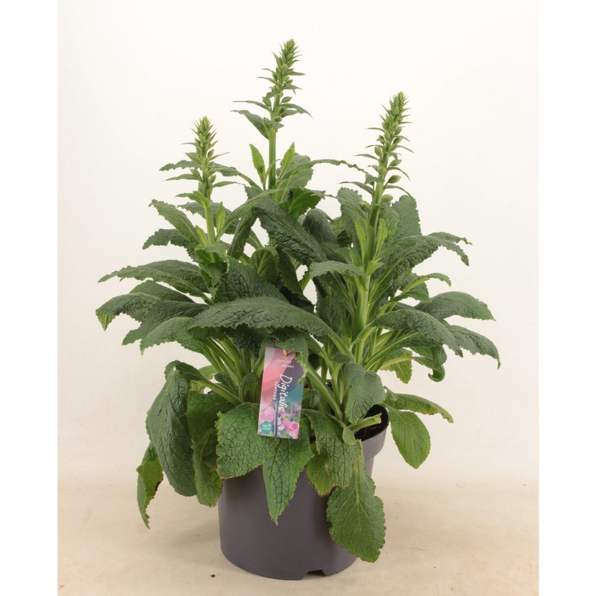 Digitalis 'Panther' - Plante élégante de décoration intérieure