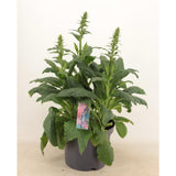 Digitalis 'Panther' - Plante élégante de décoration intérieure