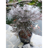 Acer Palm. 'Sumi-Nagashi' - Ø30cm - ↕130cm