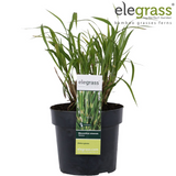 Miscanthus sinensis Strress - Ø 23. - ↕60cm - Ø19 - ↨50cm