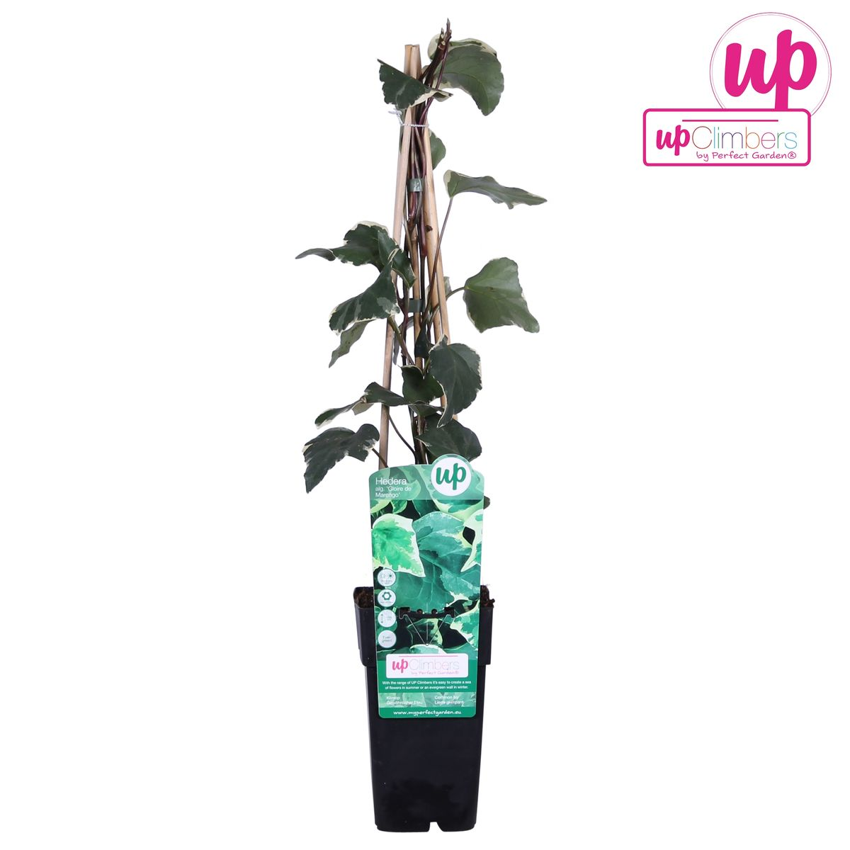 Hedera 'Gloire de Maren' - plante grimpante élégante