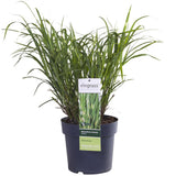 Miscanthus sinensis Strress - Ø 23. - ↕60cm - Ø23 - ↨60cm